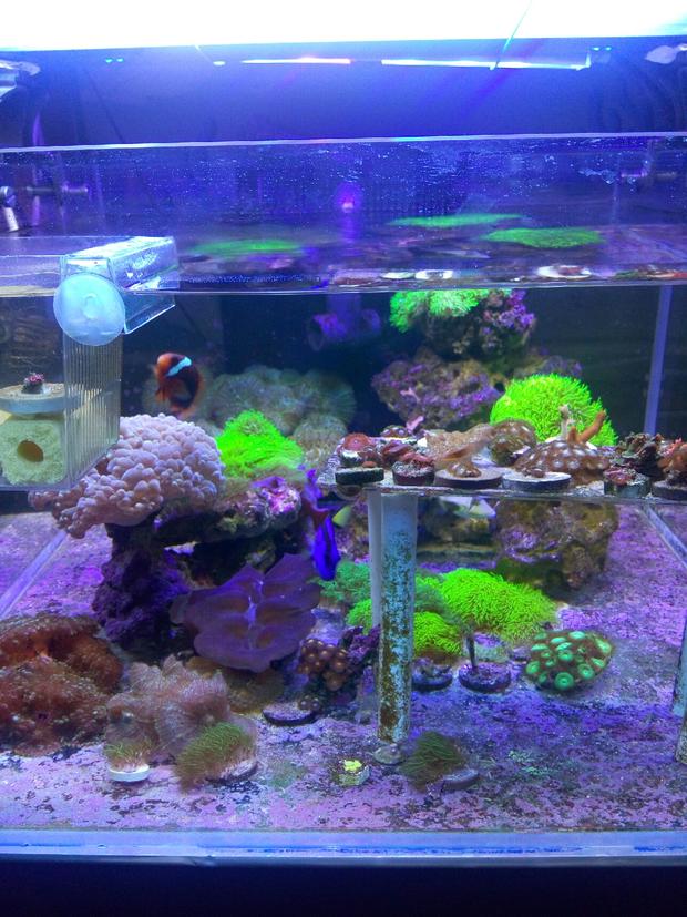 家庭水族箱-奇幻的海底世界