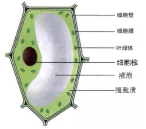 千病万病一种病——就是细胞生了病