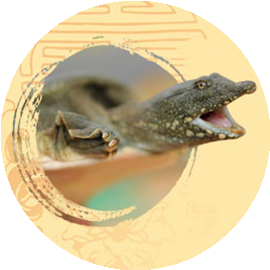 同泰堂-明凤甲鱼