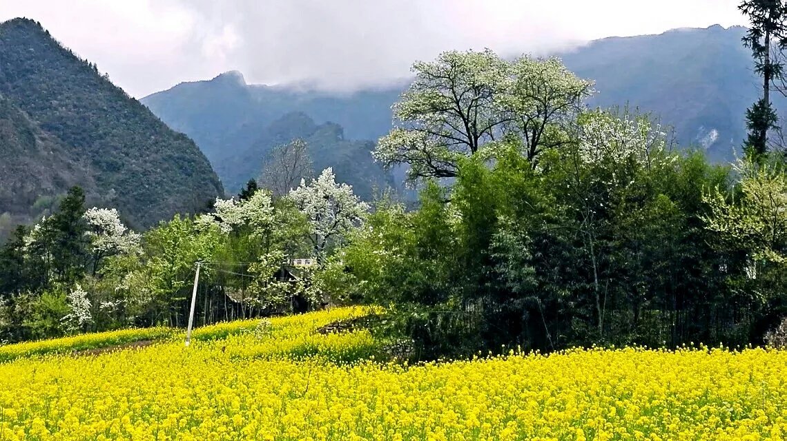 梨坪三花