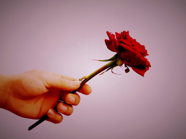 一枝鲜花寄深情